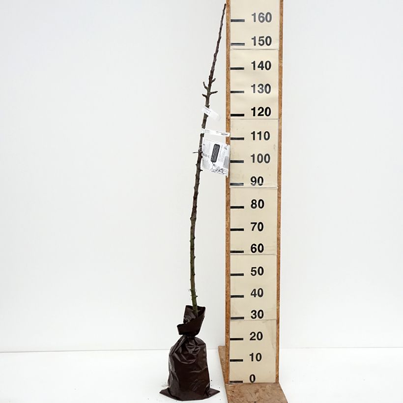 Example of Pommier colonnaire Cheverny- Georges Delbard  Motte "Prêt-à-planter", Colonnaire as you get in hiver