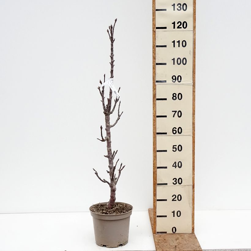 Example of Pommier colonnaire Cheverny- Georges Delbard  Pot de 7,5L/10L as you get in hiver