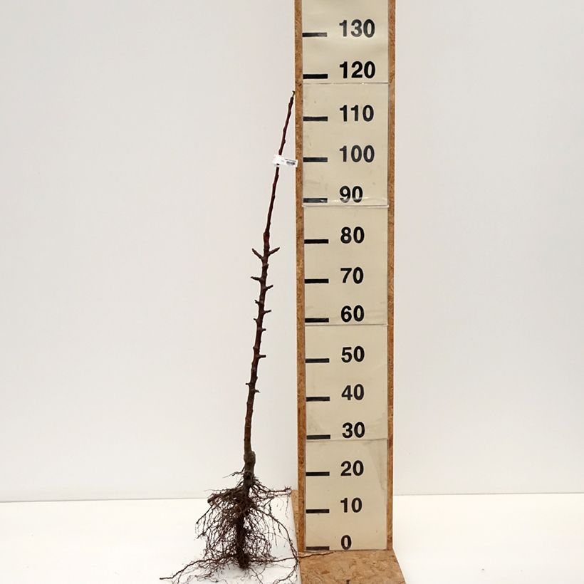 Example of Pommier colonnaire Cheverny- Georges Delbard  Racines nues, Colonnaire as you get in hiver