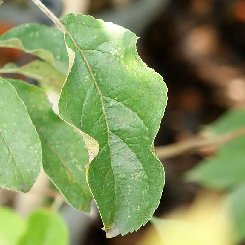 Pommier colonnaire Chinon - Georges Delbard (Feuillage)