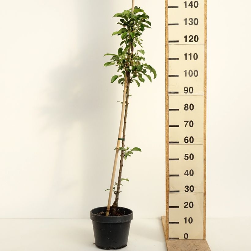 Spécimen de Pommier colonnaire Chinon - Georges Delbard Pot de 7,5L/10L tel que livré au printemps