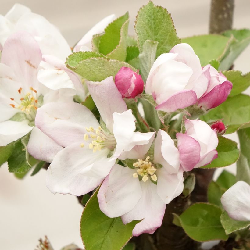 Pommier colonnaire Rhapsodie (Floraison)