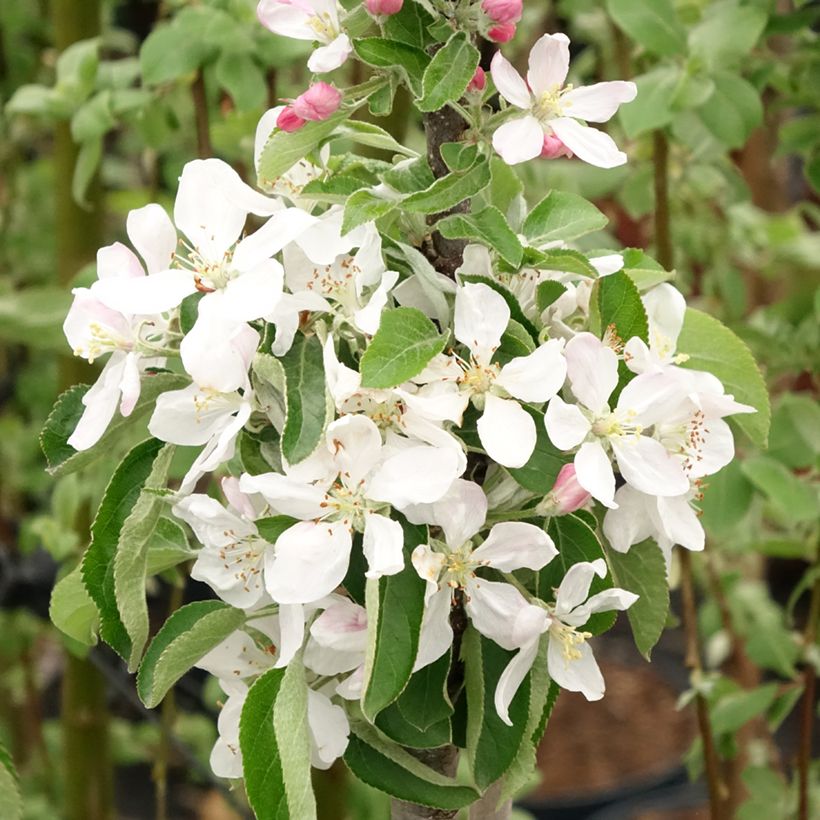 Pommier colonnaire Rondo (Flowering)