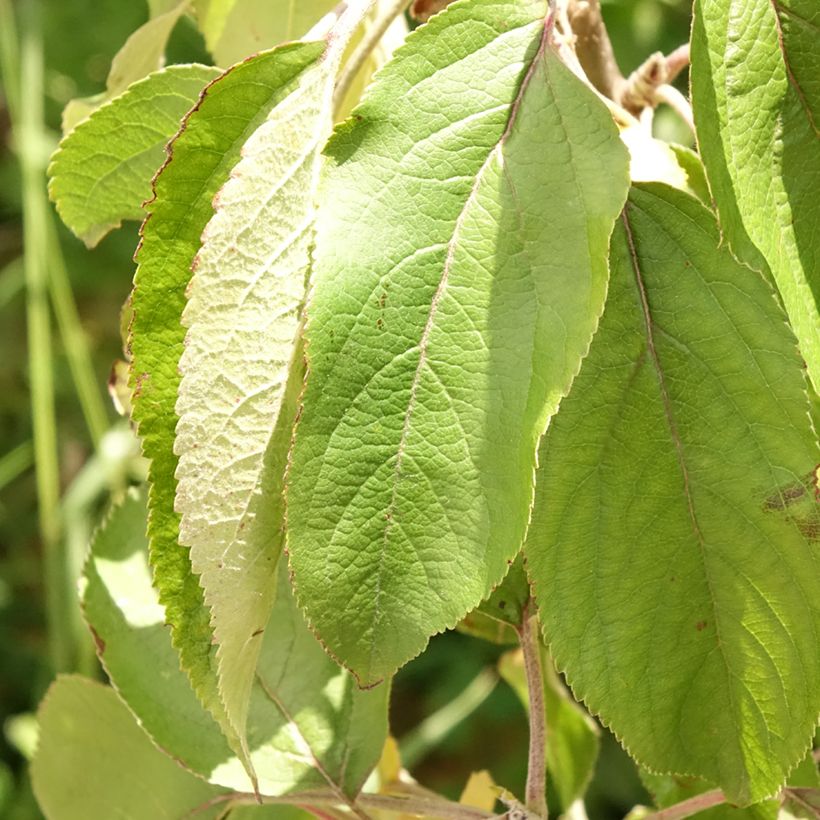 Pommier colonnaire Villandry - Georges Delbard (Feuillage)