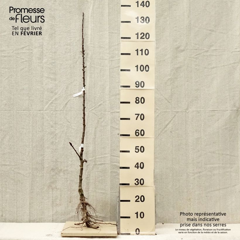 Spécimen de Pommier colonnaire Courson - Georges Delbard  Racines nues, Colonnaire tel que livré en hiver