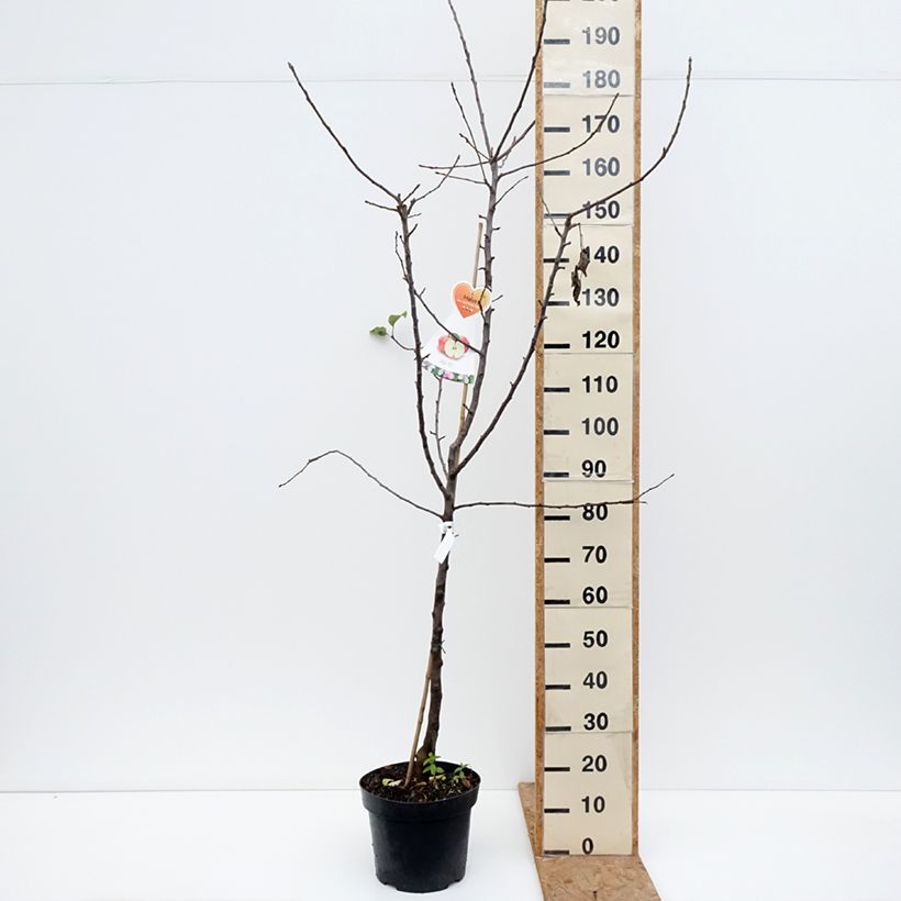 Spécimen de Pommier Cox's Orange Pippin Pot de 7,5L/10L, Gobelet tel que livré en automne