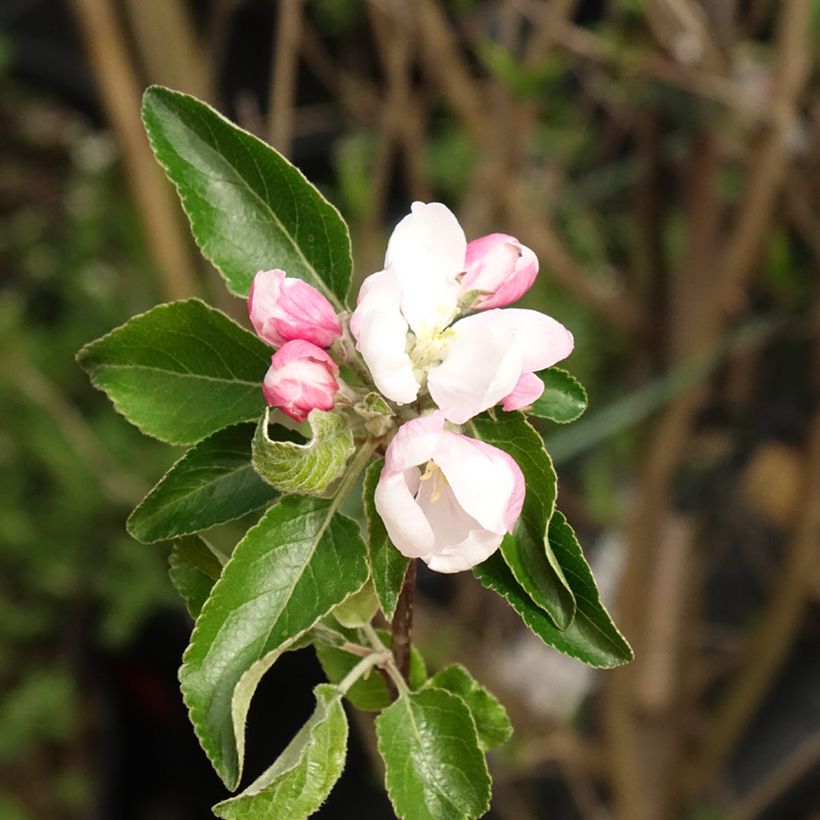 Pommier Cox's Orange Pippin (Flowering)