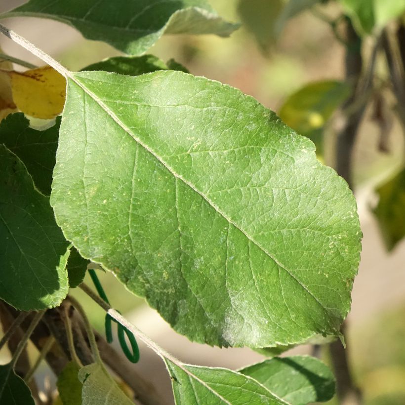 Pommier Cybèle - Georges Delbard (Feuillage)