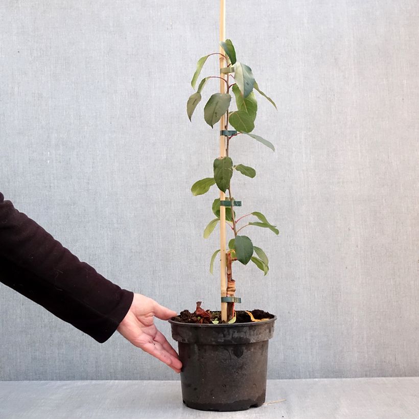 Spécimen de Pommier d'ornement - Malus Adirondack Pot de 4L/5L tel que livré en automne