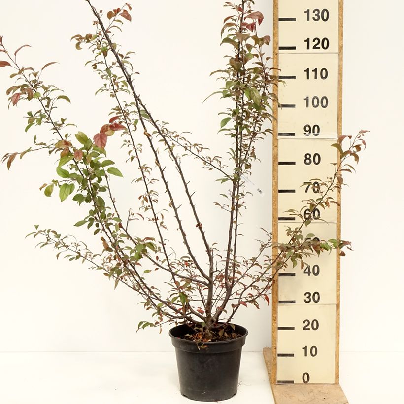 Example of Pommier d'ornement - Malus Coccinella Courtarou Pot de 7,5L/10L as you get in printemps