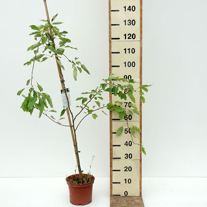 Spécimen de Pommier d'ornement - Malus Dolgo Pot de 4L/5L tel que livré en été