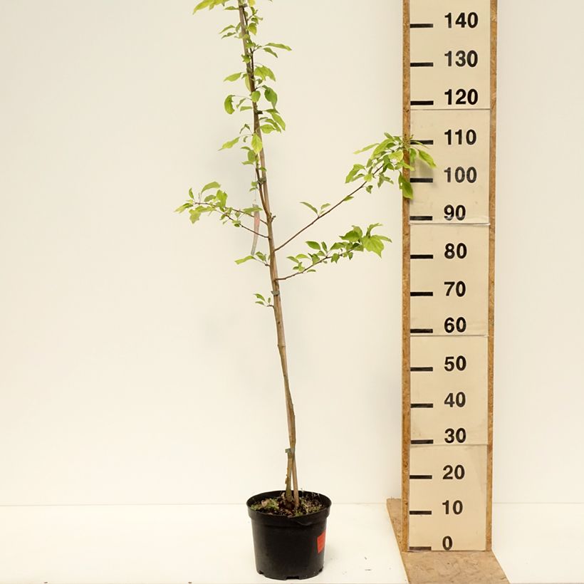 Example of Pommier d'ornement - Malus Dolgo Pot de 4L/5L as you get in printemps