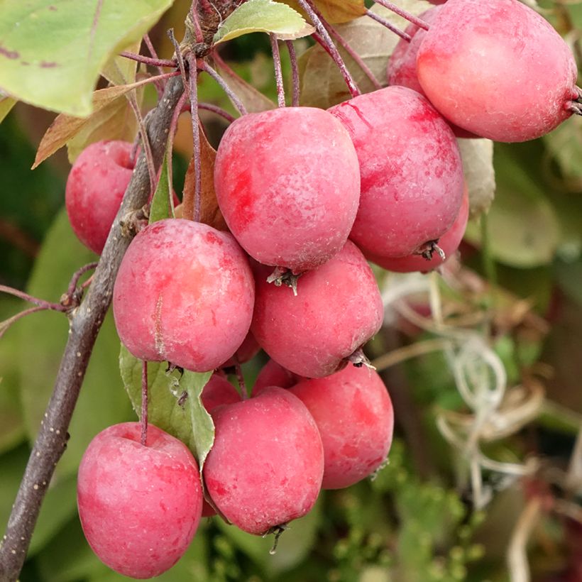 Pommier d'ornement - Malus Eleyi (Harvest)