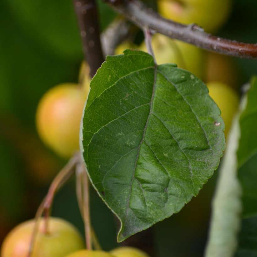Pommier d'ornement - Malus Golden Hornet (Foliage)