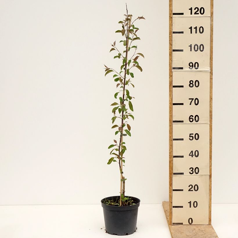 Example of Pommier d'ornement - Malus Hopa Pot de 4L/5L as you get in printemps