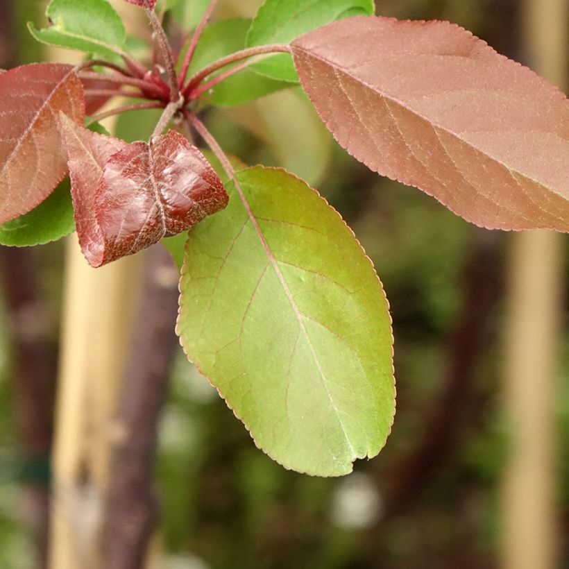 Pommier d'ornement - Malus Hyvingiensis (Feuillage)