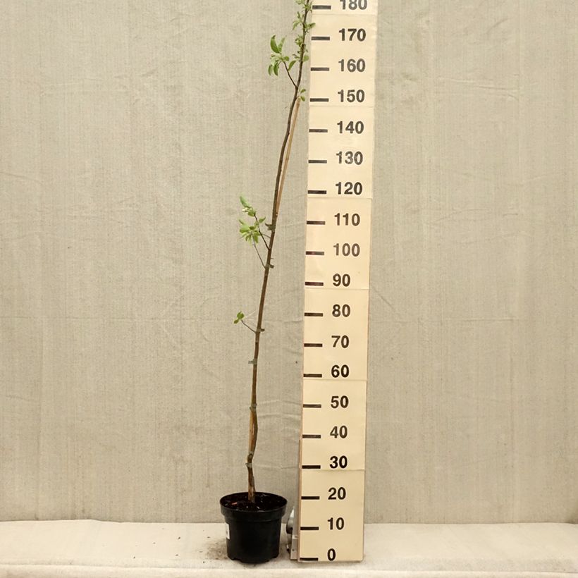 Example of Pommier d'ornement - Malus John Downie Pot de 4L/5L as you get in printemps