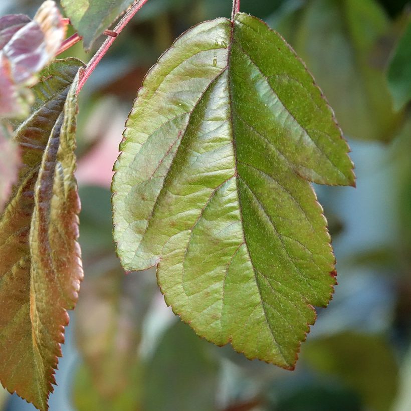 Pommier d'ornement - Malus Liset (Feuillage)
