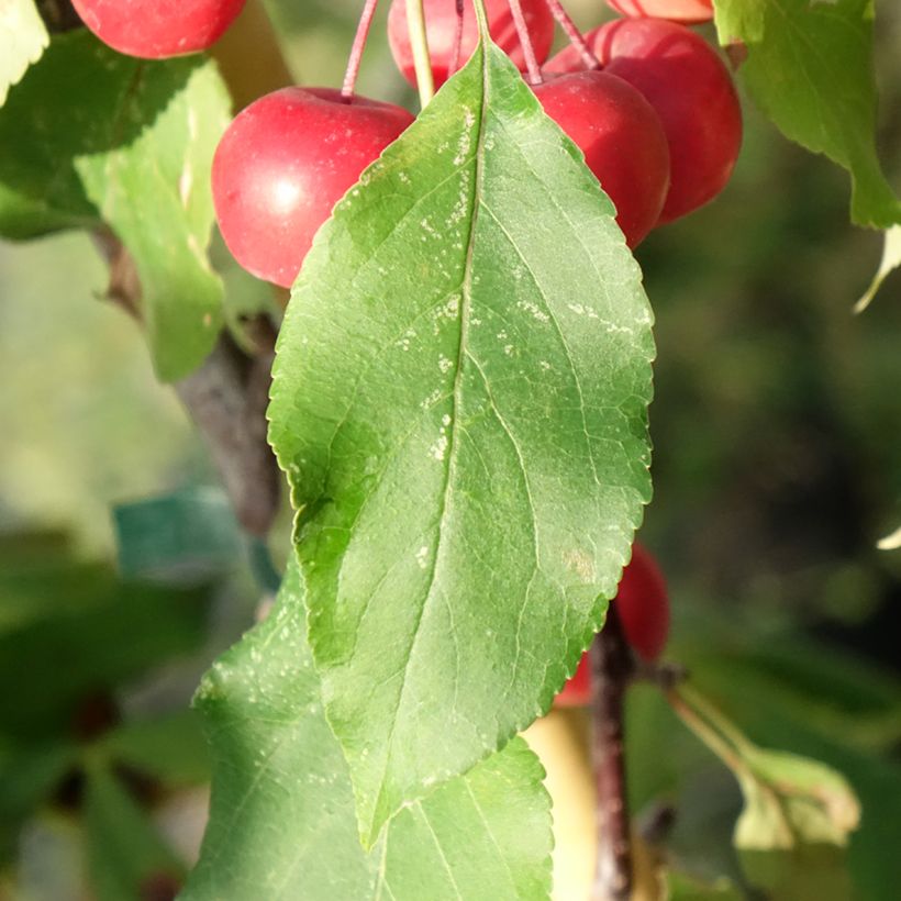 Pommier d'ornement - Malus Ola (Foliage)