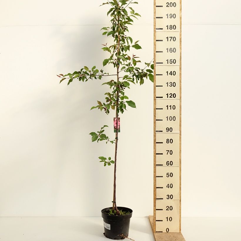 Example of Pommier d'ornement - Malus Ola Pot de 7,5L/10L as you get in printemps