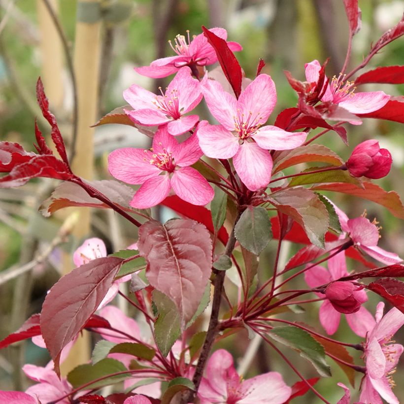 Pommier d'ornement - Malus Paul Hauber (Flowering)