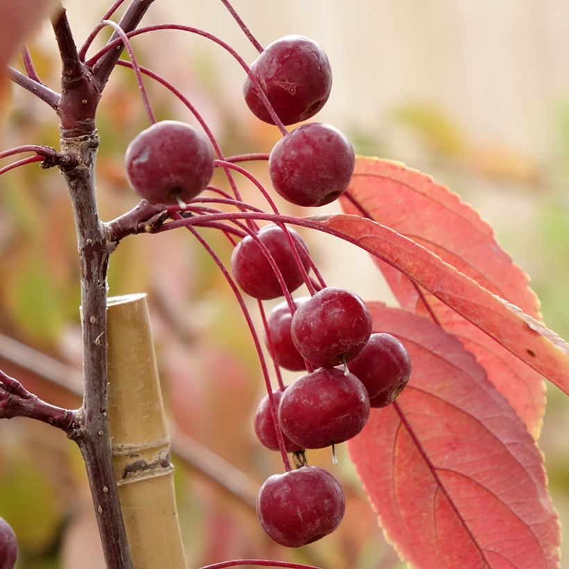 Pommier d'ornement - Malus Paul Hauber (Harvest)