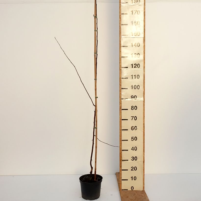 Spécimen de Pommier d'ornement - Malus Paul Hauber Pot de 4L/5L tel que livré en automne