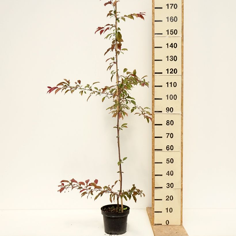 Example of Pommier d'ornement - Malus Paul Hauber Pot de 4L/5L as you get in printemps