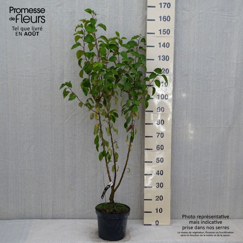 Spécimen de Pommier d'ornement - Malus Perpetu Evereste Pot de 7,5L/10L, Mini-tige, Tigette de 15/20 cm tel que livré en été