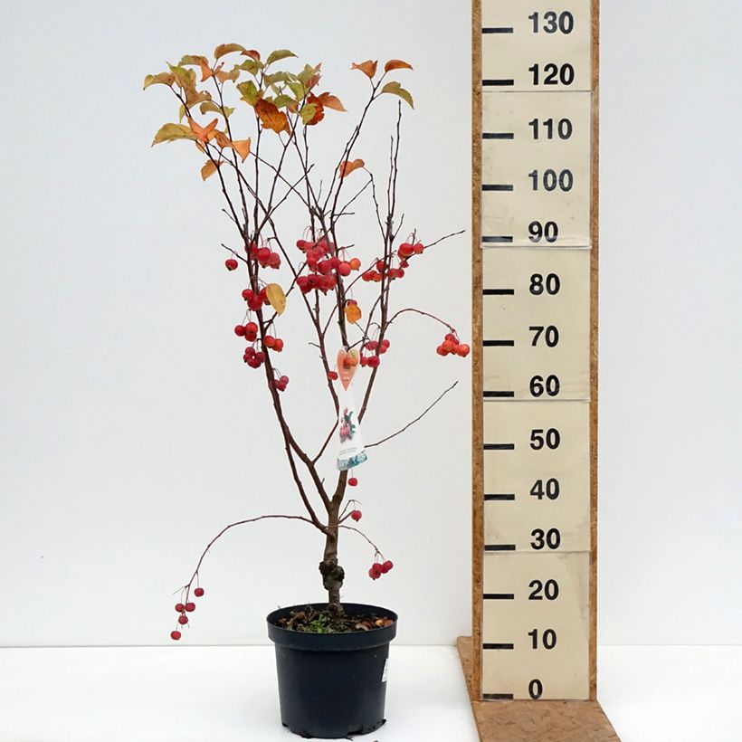 Spécimen de Pommier d'ornement - Malus Perpetu Evereste Pot de 7,5L/10L, Mini-tige, Tigette de 15/20 cm tel que livré en automne