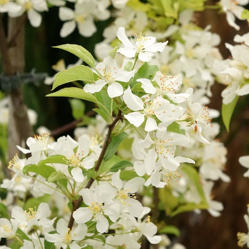 Pommier d'ornement - Malus Red Jewel (Flowering)