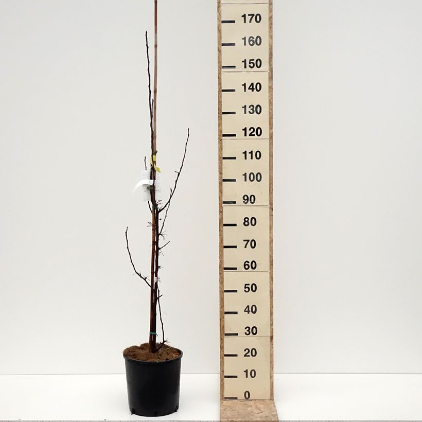 Example of Pommier d'ornement - Malus Red Obelisk Pot de 12L/15L as you get in hiver