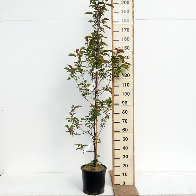 Spécimen de Pommier d'ornement - Malus Red Obelisk Pot de 12L/15L tel que livré au printemps