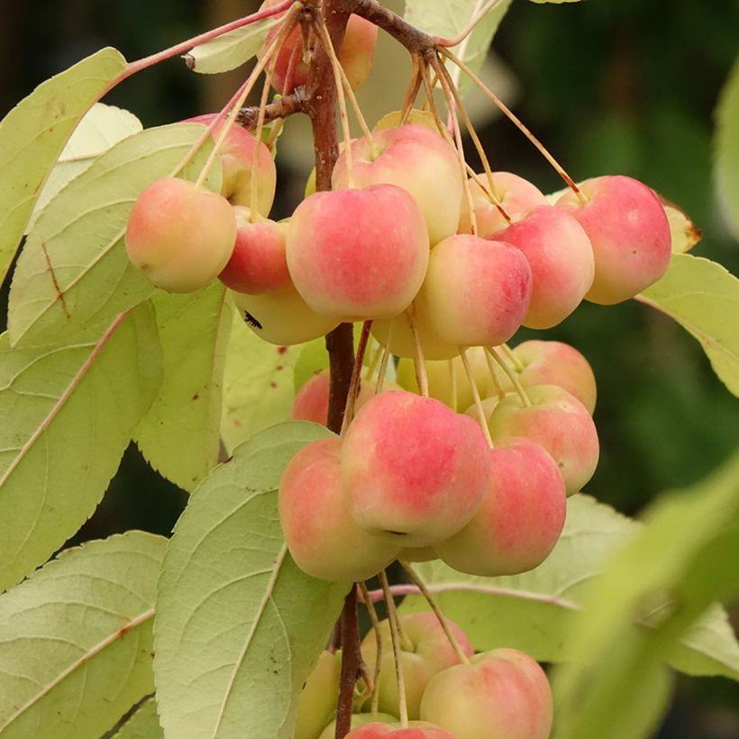 Pommier d'ornement - Malus Red Sentinel  (Récolte)