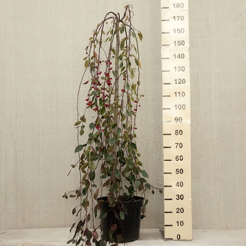 Spécimen de Pommier d'ornement - Malus Royal Beauty Pot de 7,5L/10L, Tige, Tige  de 100 cm tel que livré en automne