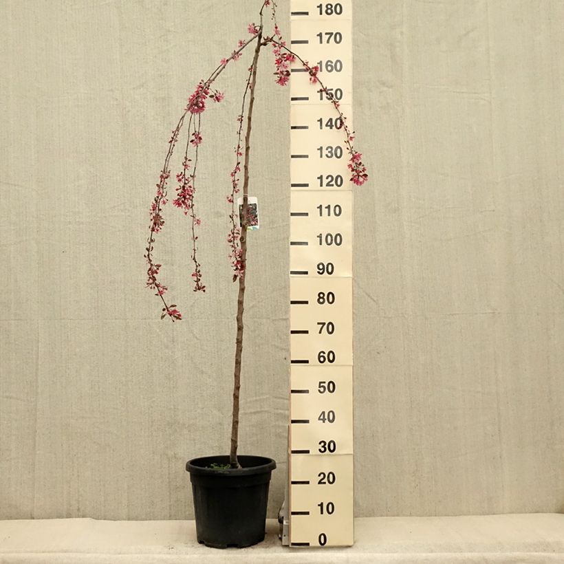 Example of Pommier d'ornement - Malus Royal Beauty Pot de 7,5L/10L, Tige, Tige  de 100 cm as you get in printemps