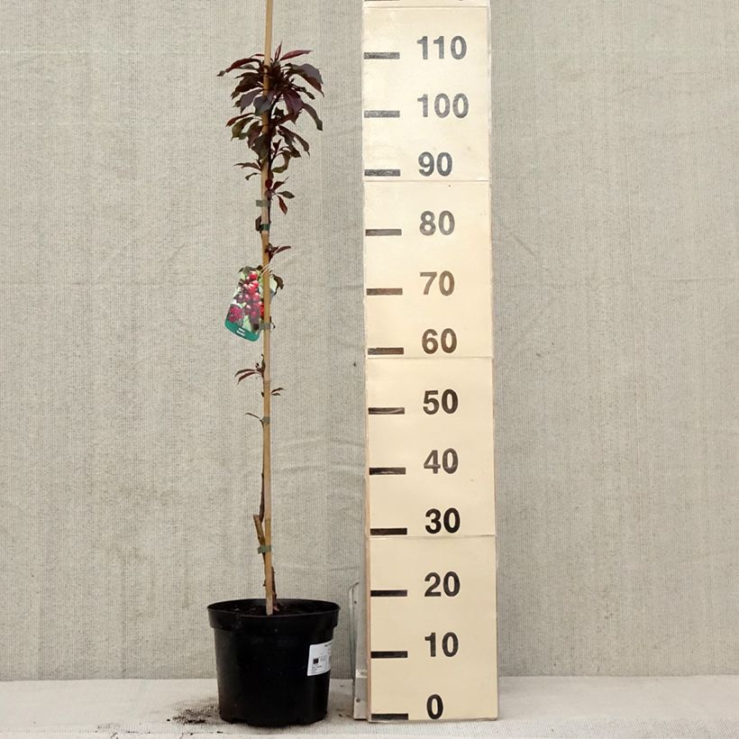 Example of Pommier d'ornement - Malus Royalty Pot de 4L/5L as you get in printemps