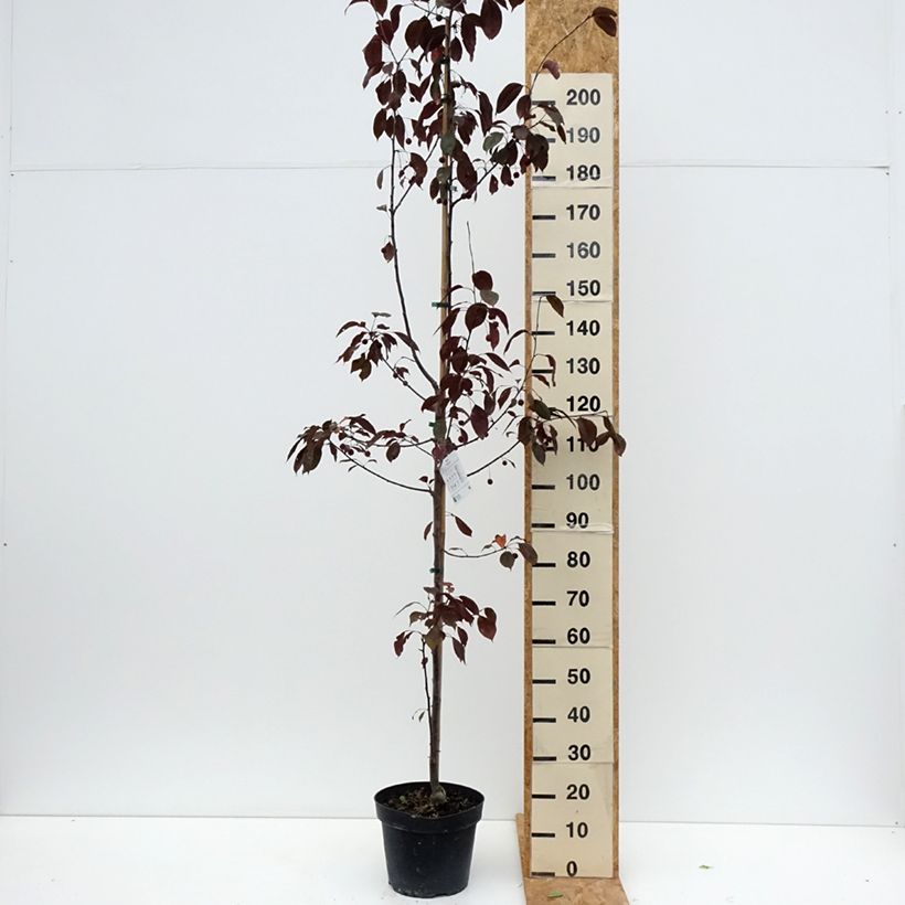 Spécimen de Pommier d'ornement - Malus Royalty Pot de 7,5L/10L tel que livré en été