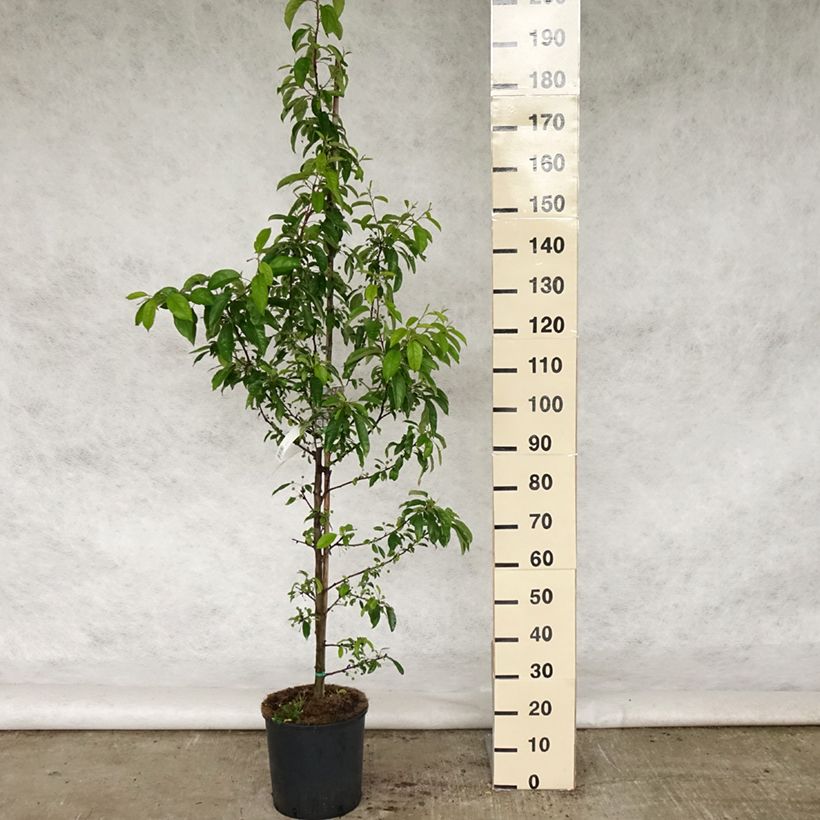 Example of Pommier d'ornement - Malus Sugar Tyme Pot de 12L/15L, Tige as you get in printemps