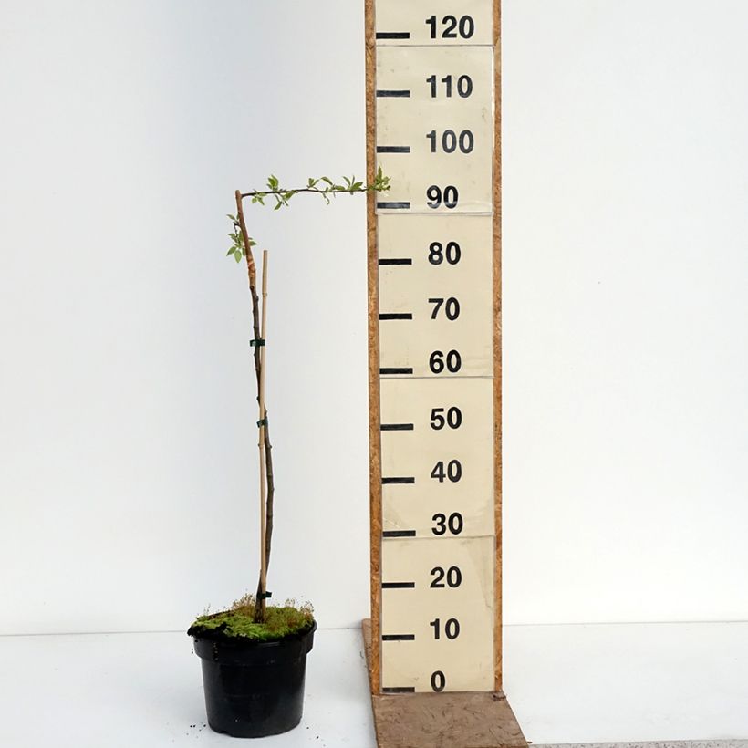 Spécimen de Pommier d'ornement pleureur - Malus sachalinensis Pendula Pot de 4L/5L, Tige tel que livré au printemps