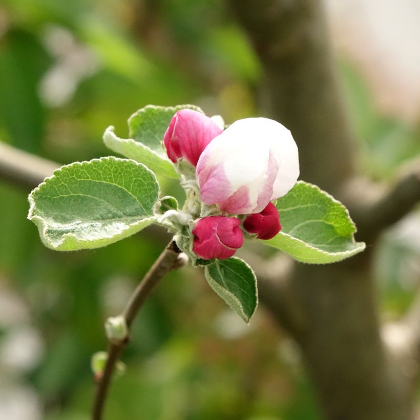 Pommier Double Belle Fleur (Floraison)