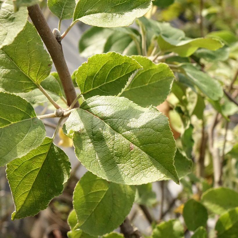 Pommier Double Belle Fleur (Feuillage)