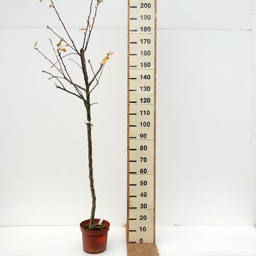 Spécimen de Pommier Double Belle Fleur Pot de 7,5L/10L, Demi-Tige tel que livré en automne