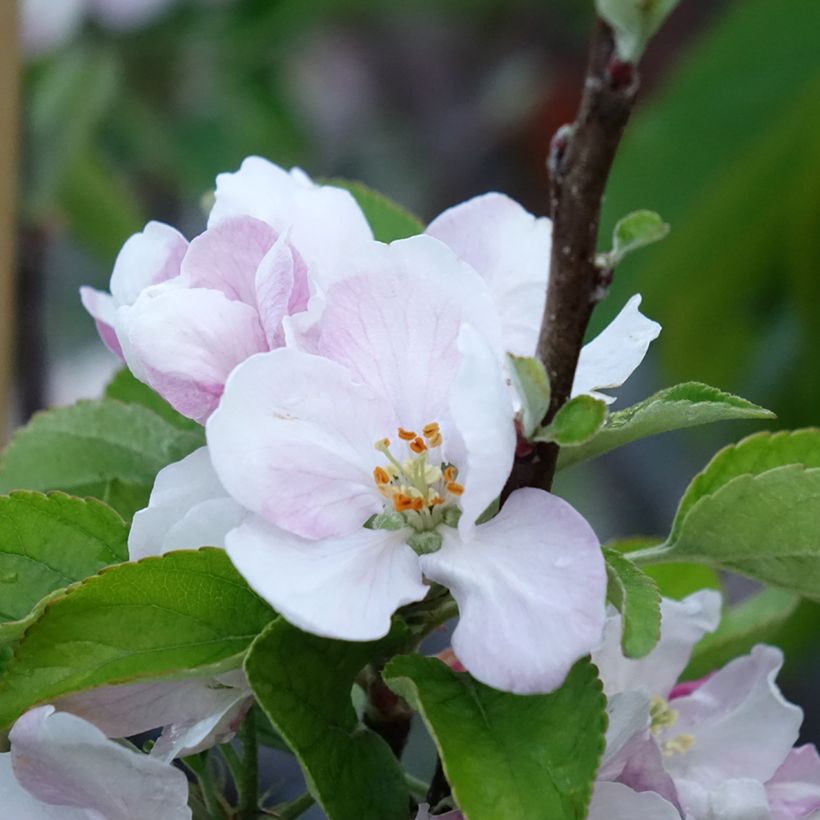 Pommier Elstar (Flowering)
