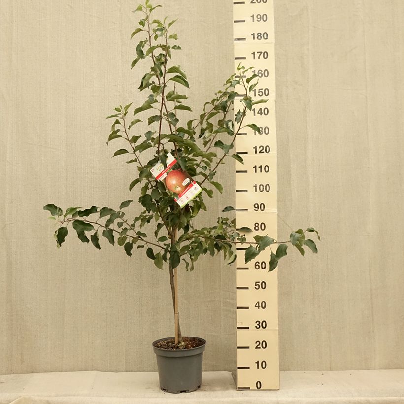 Spécimen de Pommier Fuji Pot de 7,5L/10L, Gobelet tel que livré en été