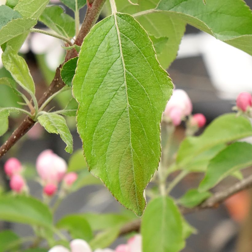 Pommier Gala (Foliage)