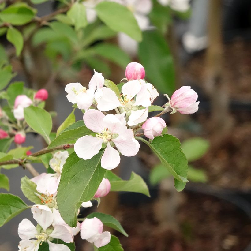 Pommier Gala (Flowering)