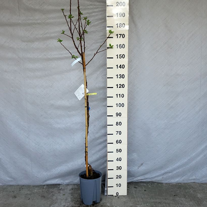 Example of Pommier Golden Delicious Pot de 7,5L/10L, Demi-Tige as you get in printemps