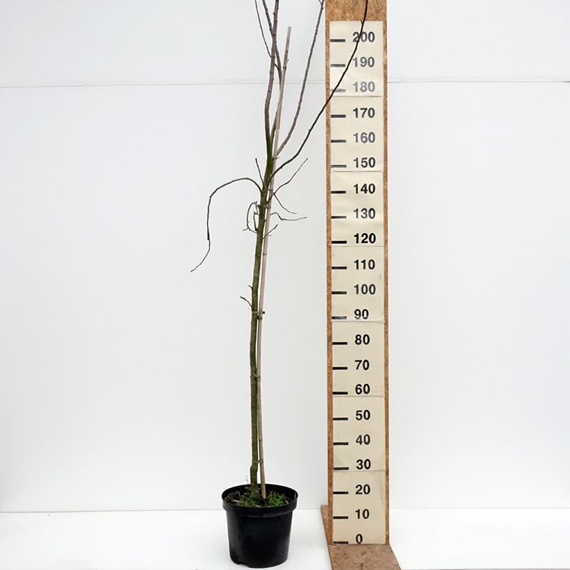 Spécimen de Pommier Golden Noble Pot de 7,5L/10L, Gobelet tel que livré en hiver