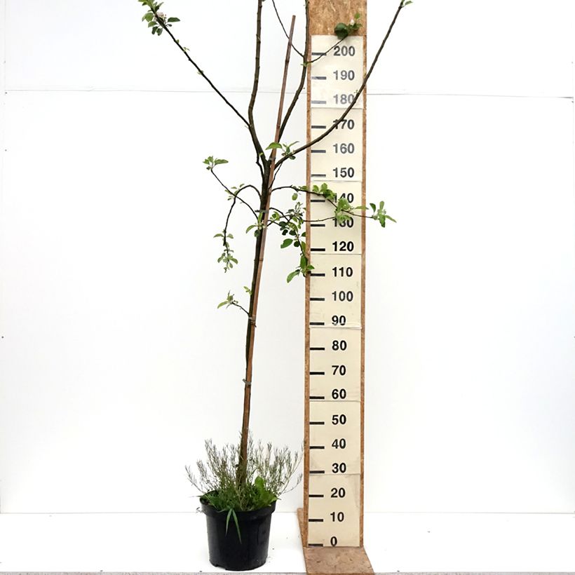 Spécimen de Pommier Golden Noble Pot de 7,5L/10L, Gobelet tel que livré au printemps